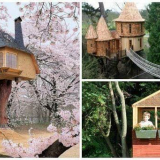 Dětské domy na stromech